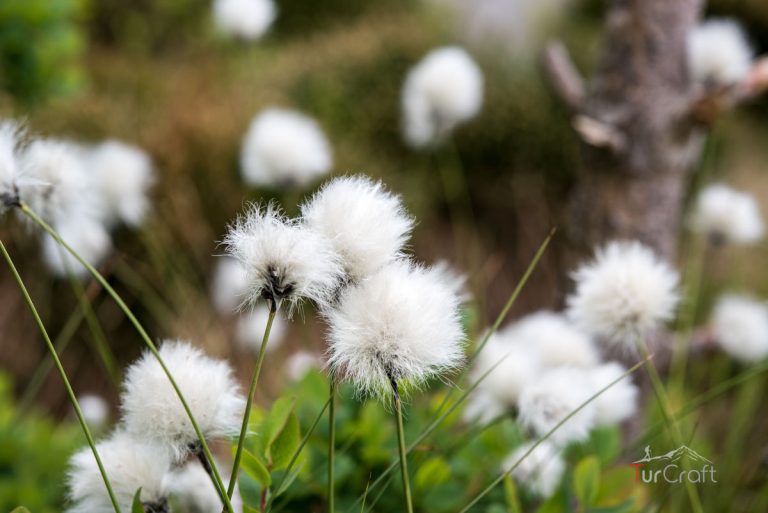 Flowers in Mountain - TurCtaft