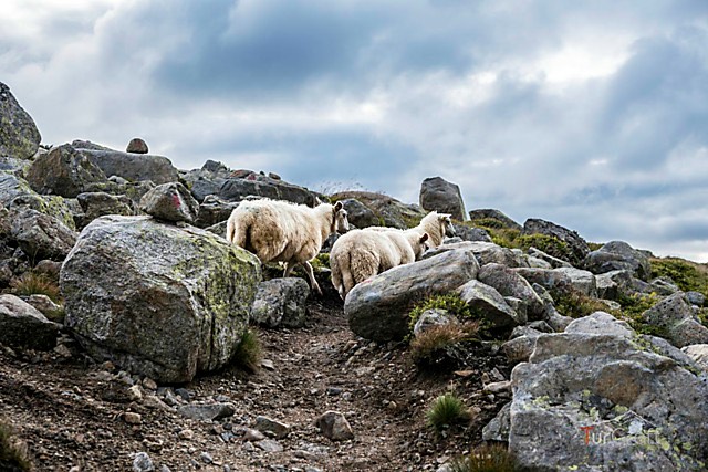 Sheep - Bossbu - TurCraft