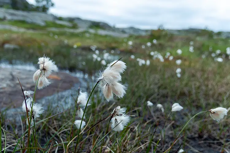 Flawers Preikestolen - TurCraft.com