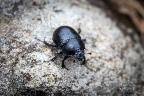 Bjordal to Kvitlen - TurCraft