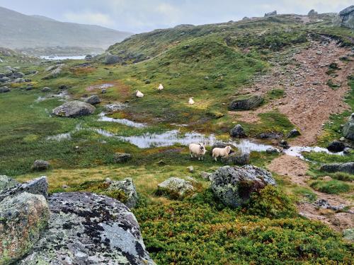 Bossbu - TurCraft.com