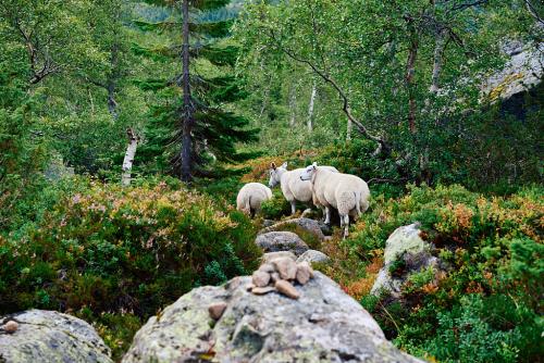 Bossbu - TurCraft.com